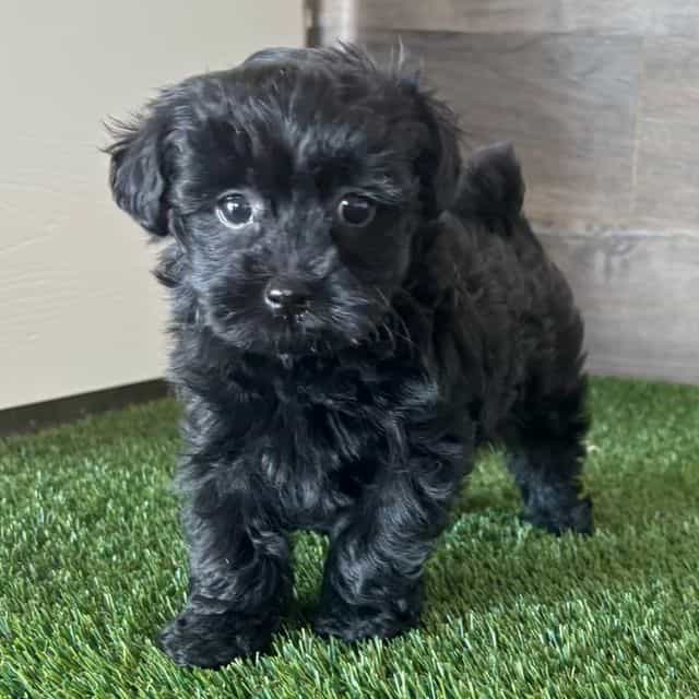 Yema - Yorkipoo Female
