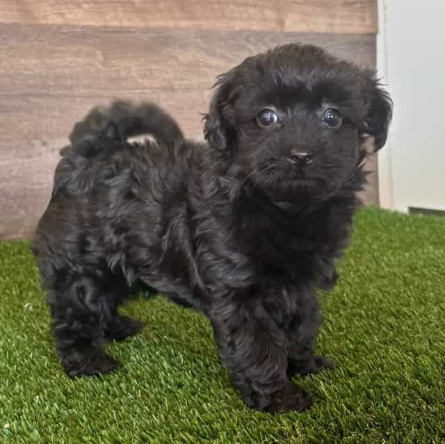 Yema - Yorkipoo Female
