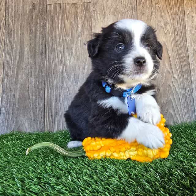 Bentley  - Australian Shepherd Male