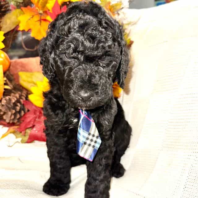 Stone - Labradoodle Male