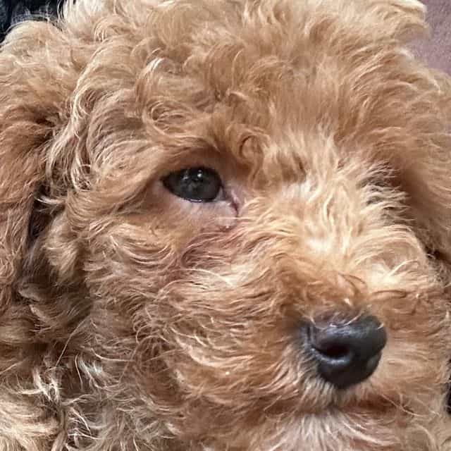 Max  - Toy Poodle Male