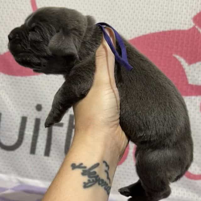 Purple Collar - Cane Corso Female