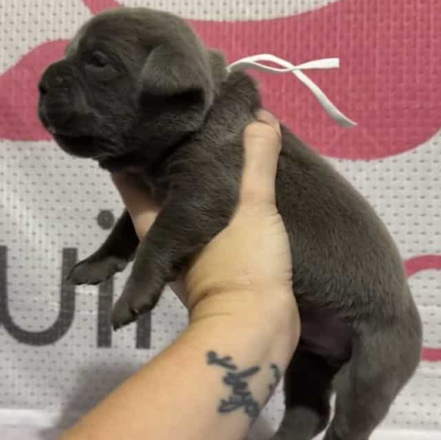 White Collar - Cane Corso Male