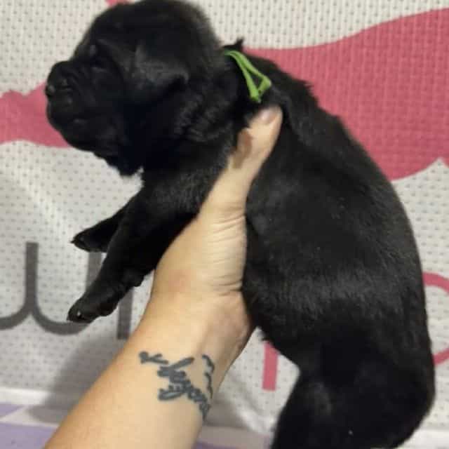 Green Collar - Cane Corso Female