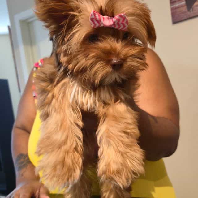 Dinah - Yorkshire Terrier Female
