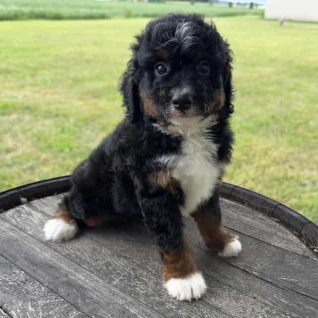 Rob - Bernedoodle Male