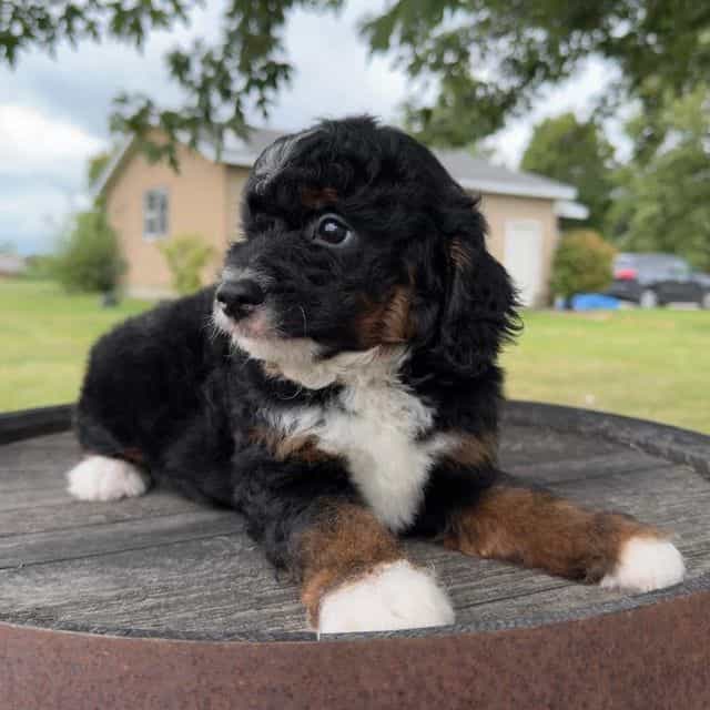 Rob - Bernedoodle Male
