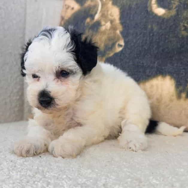 Gamora - Bernedoodle Female