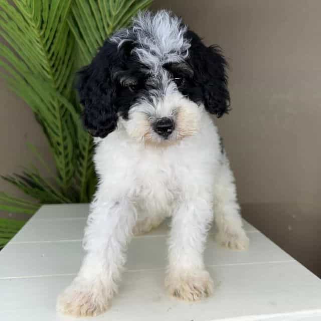 Chase - Bernedoodle Male