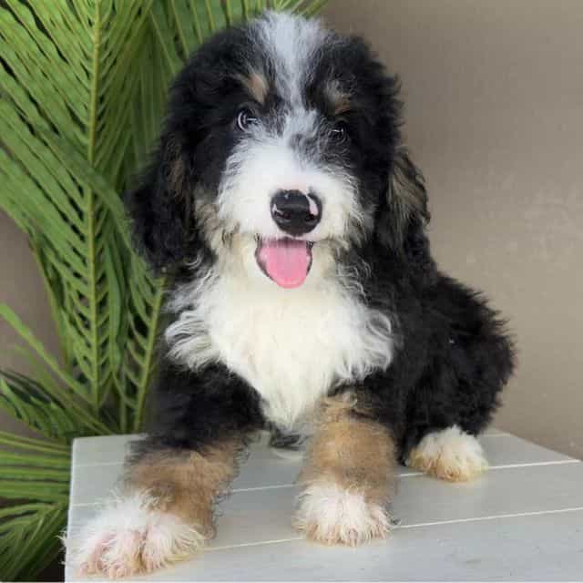 Caleb - Bernedoodle Male