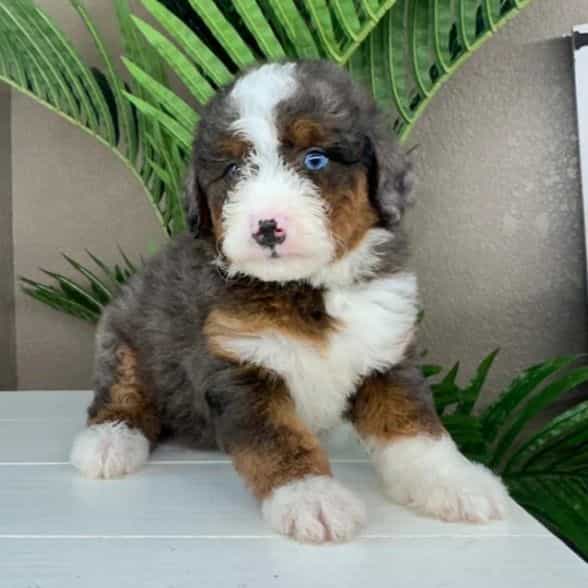 Francesca - Bernedoodle Female