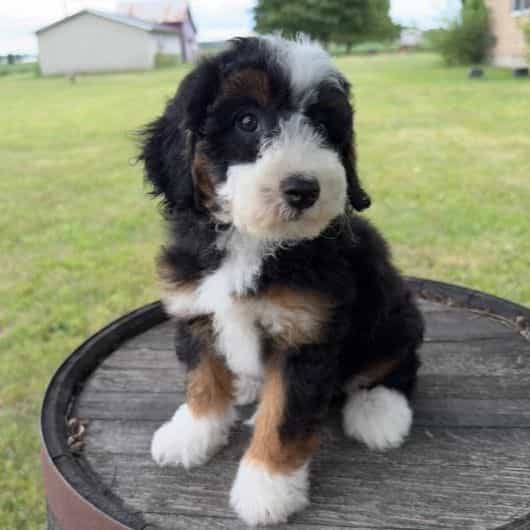 Rebecca - Bernedoodle Female