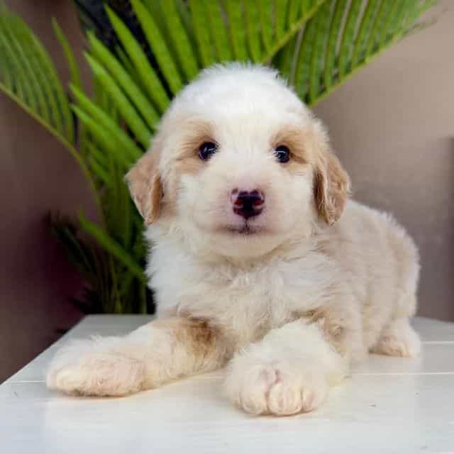 Nanda - Bernedoodle Female