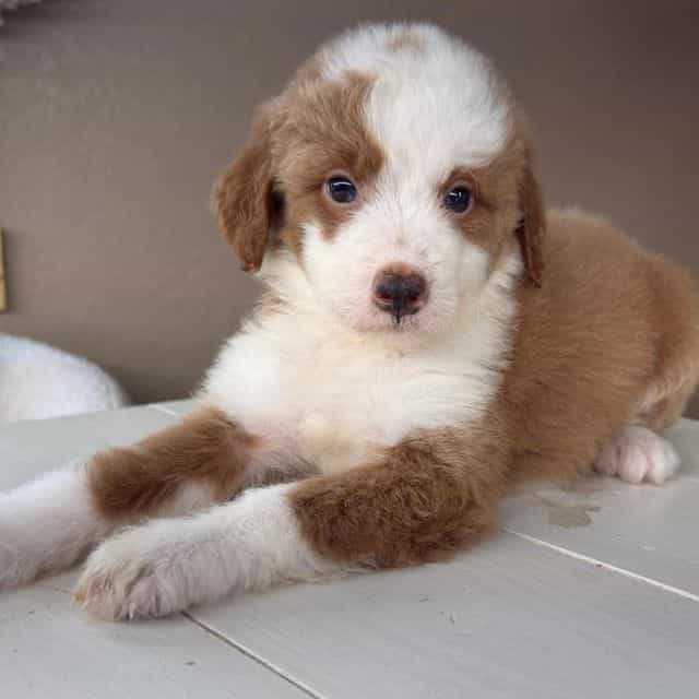 Bella - Bernedoodle Female