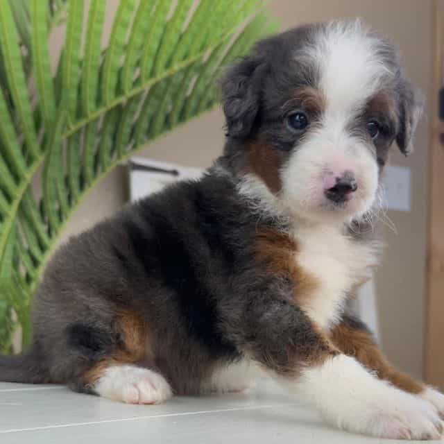 Anthony - Bernedoodle Male