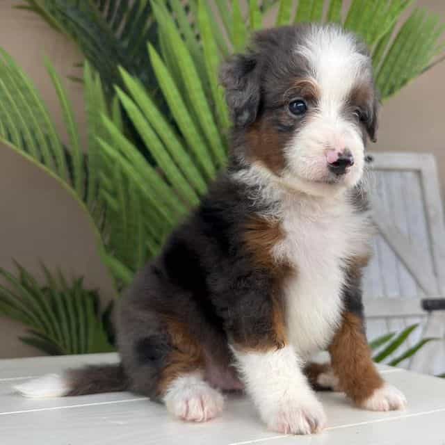 Anthony - Bernedoodle Male
