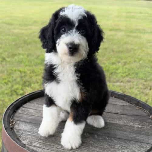 Nicholas - Bernedoodle Male