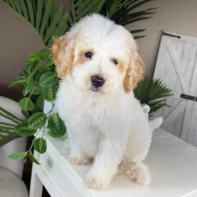Edward - Goldendoodle Male