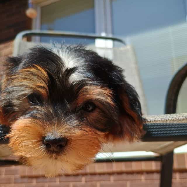 Yolanda - Yorkshire Terrier Female
