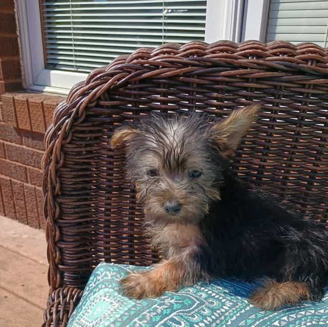 Yasmina - Yorkshire Terrier Female