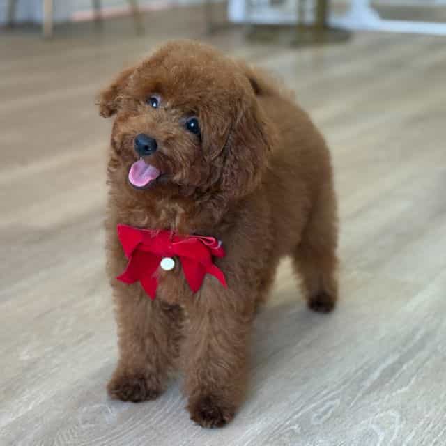 THOMAS MINI - Toy Poodle Male