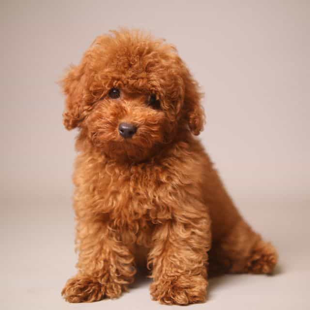 Tyson - Toy Poodle Male