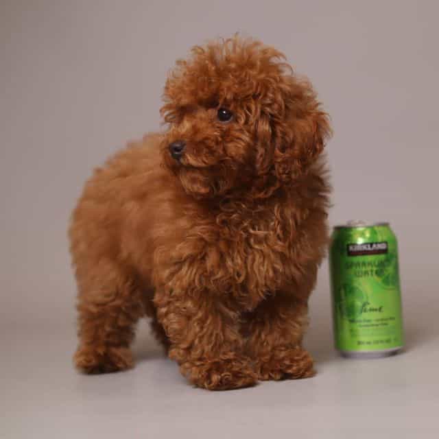 Teddy Bear - Toy Poodle Male