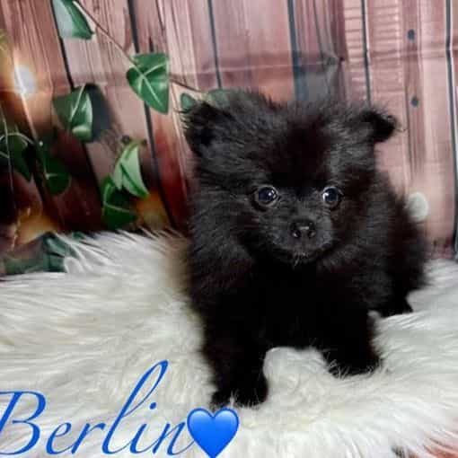 Berlin - Pomeranian Male