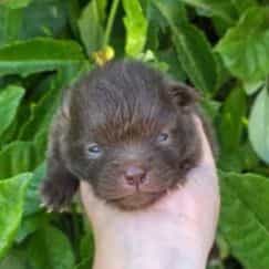 Rolo - Pomeranian Male