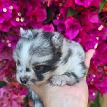 Blue - Pomeranian Male