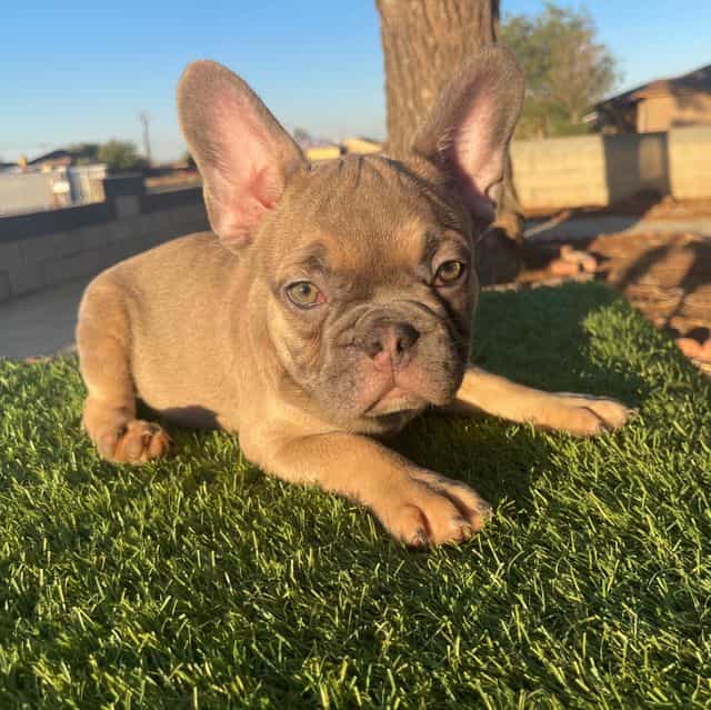 HULK - French Bulldog Male
