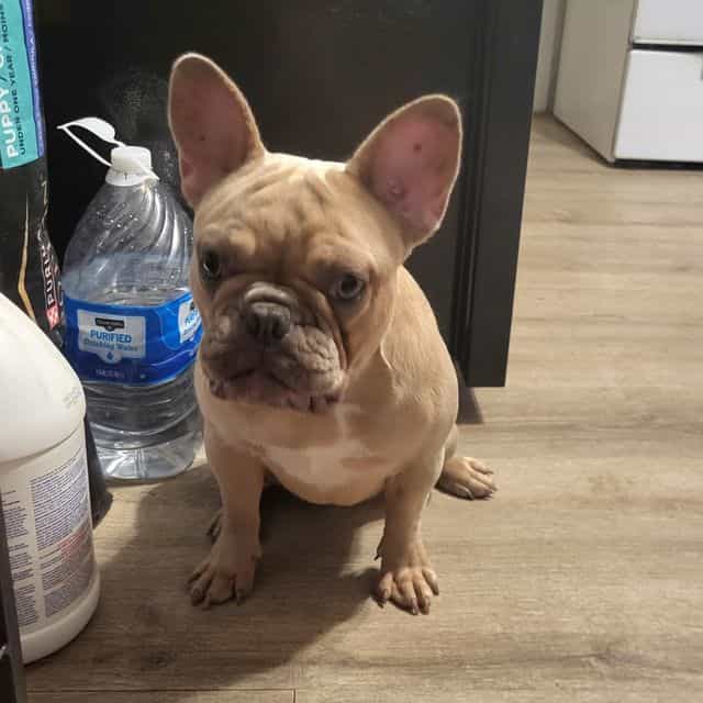 Wanda - French Bulldog Female