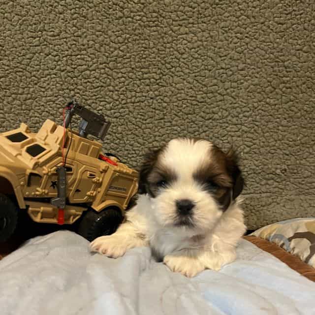 Leo - Shih Tzu Male