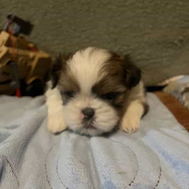 Tiny - Shih Tzu Male