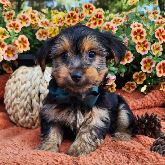Kyle  - Yorkshire Terrier Male