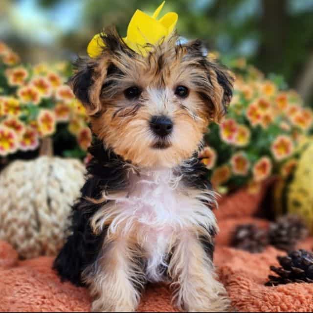 Dyna - Yorkshire Terrier Female