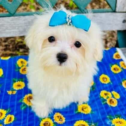 Paxton - Maltese Male