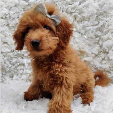 Rosie - Goldendoodle Female