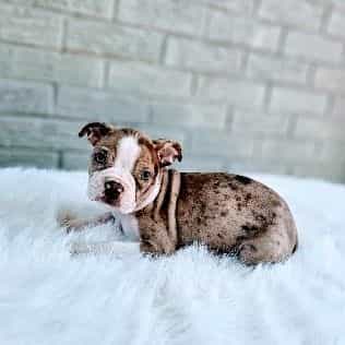 Chocolate Merle - Boston Terrier Male