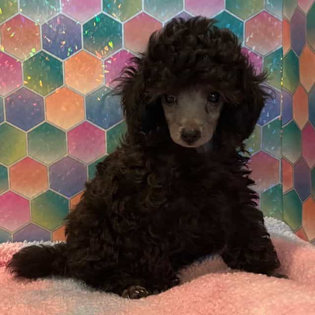 Quick silver  - Toy Poodle Male