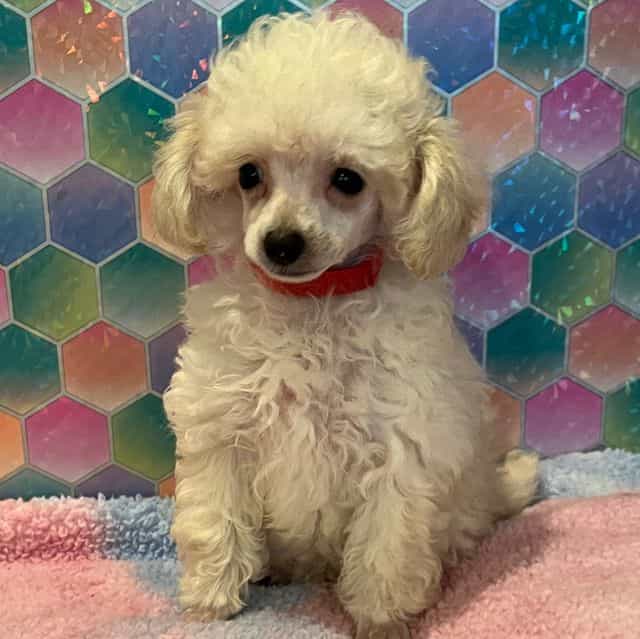 Snow  - Toy Poodle Female