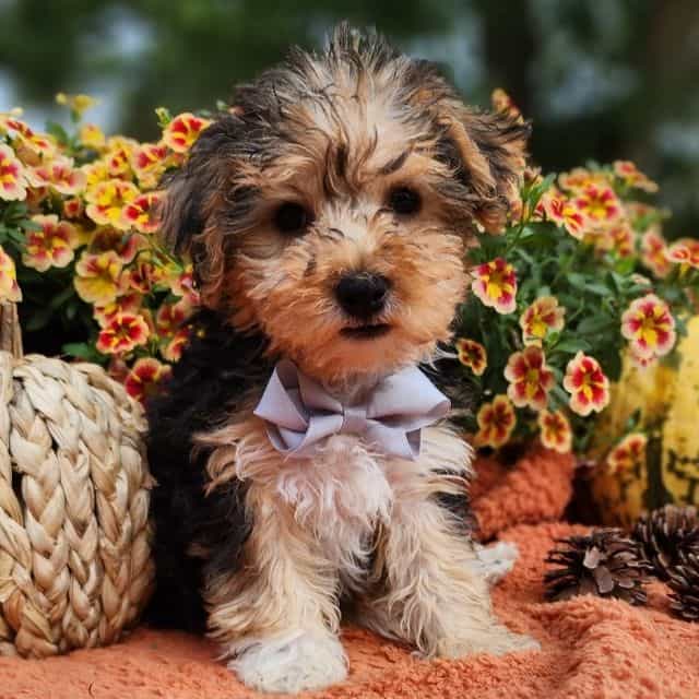 Alec  - Yorkshire Terrier Male