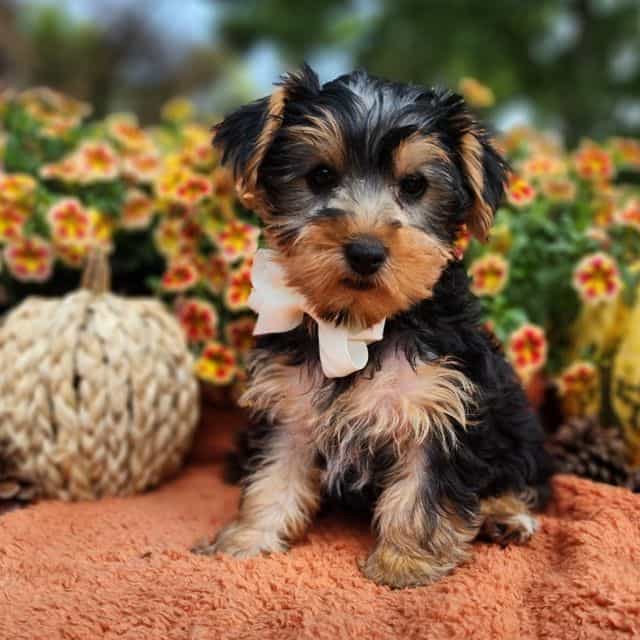 Theo - Yorkshire Terrier Male