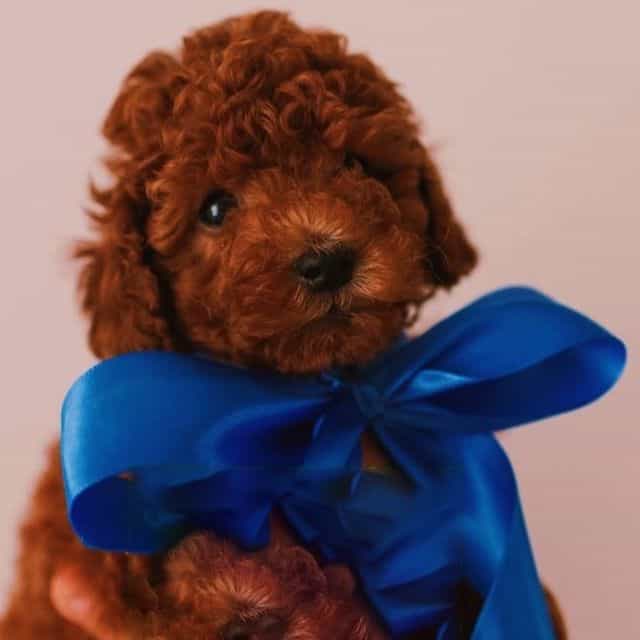 Rusty - Toy Poodle Male