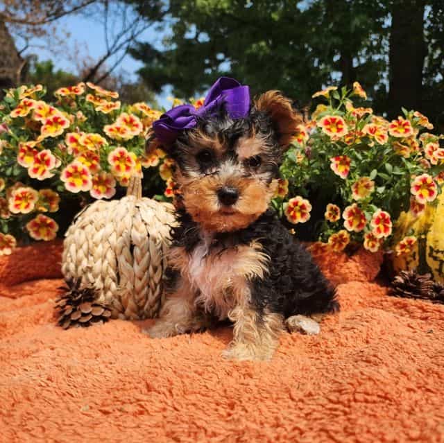 Kendall - Yorkshire Terrier Female