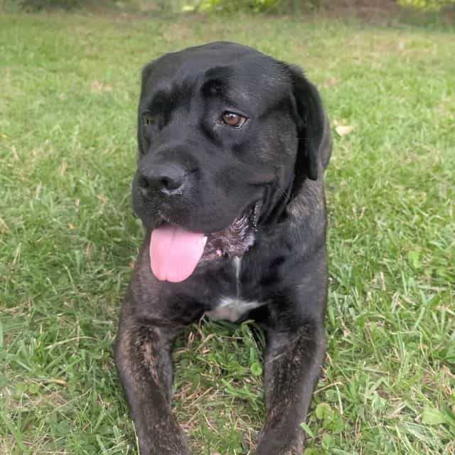 puppy - Cane Corso Male