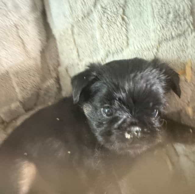 Sutton - Brussels Griffon Male
