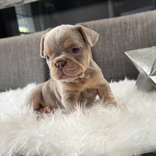Dior - French Bulldog Female