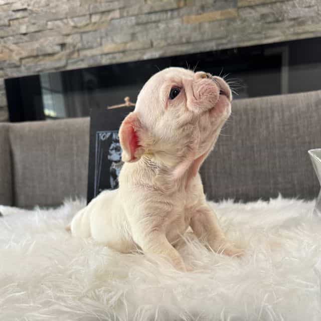 Snowflake  - French Bulldog Male