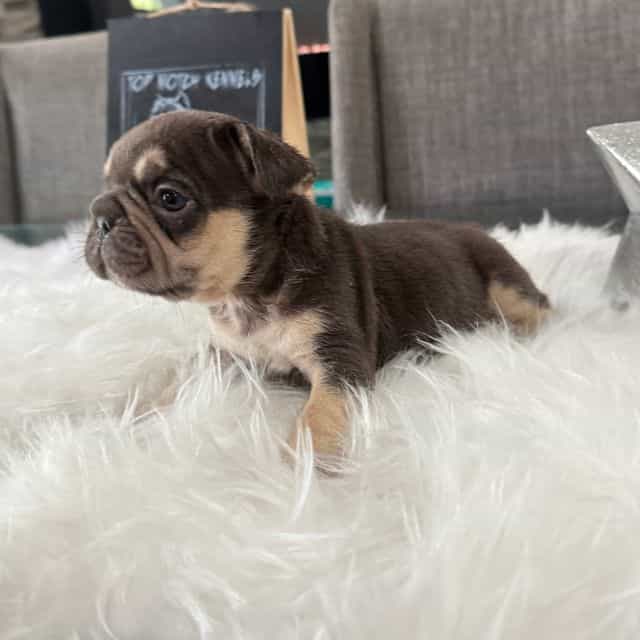 Spritz - French Bulldog Female